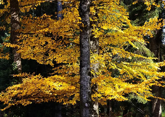 Domaine Du Deven Grandvaux